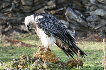 Portrait of a beard vulture