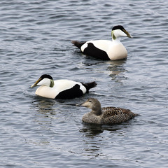 Eider