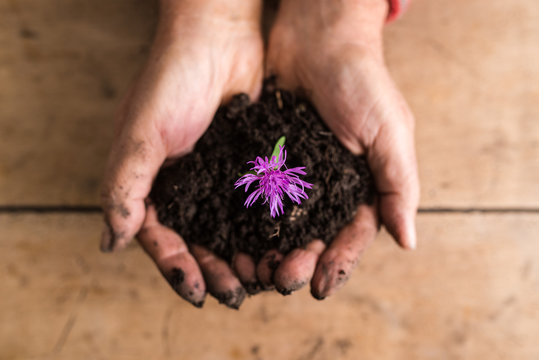Fototapeta Top view of dirty hands holding a dainty purple flower in rich fertile soil