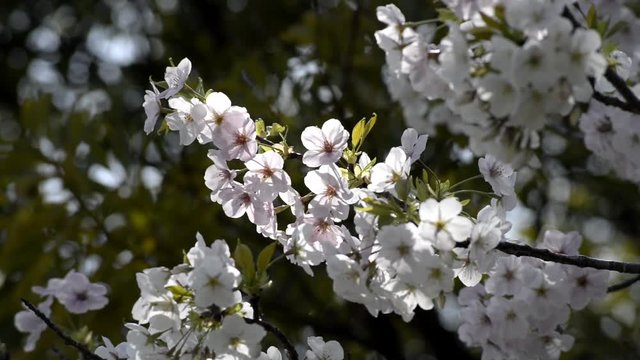 branche de cerisier en fleur au japon