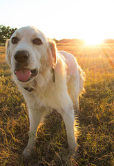 White dog golden retriever and bright sun rays behind.
Cute pet is standing on grass in sunset background.
