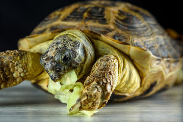 portrait of turtle eating cabbage