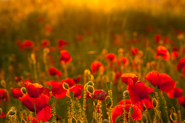 Detail of field of poppies in sunset in a shallow depth of field. Sunset harmony feeling view good as background for posters and banners. Warm sun light in spring evening