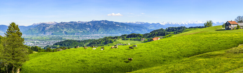 Naklejka premium Kühe auf einer Weide in der Ostschweiz