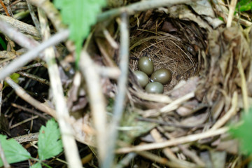 Thrush Nightingale (Luscinia luscinia).