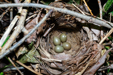 Thrush Nightingale (Luscinia luscinia).