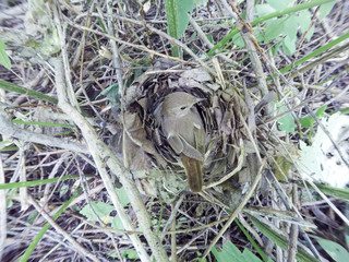 Thrush Nightingale (Luscinia luscinia).