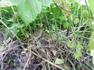 Thrush Nightingale (Luscinia luscinia).
