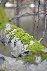 tree in a forest covered with green moss