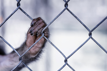 Monkey's paw on the cage. A wild beast devoid of will. The GreenPeace concept.