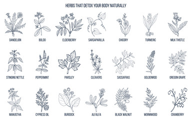 Fototapeta na wymiar Best herbs for body detox
