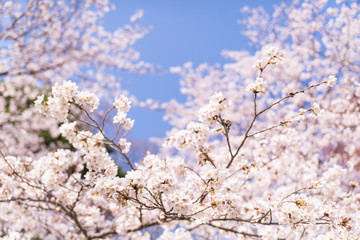 桜と青空