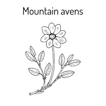 Mountain avens dryas octopetala , or white dryad, medicinal plant