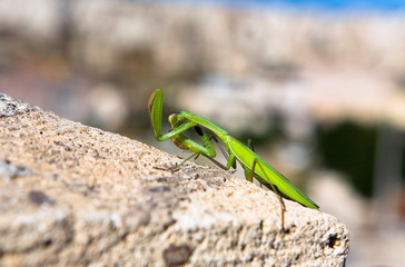 The green mantis cleans its paws.