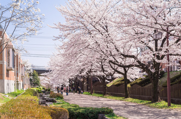 住宅街の桜並木