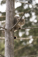Wildkatze auf Baum