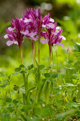 Orchidea selvatica su prato