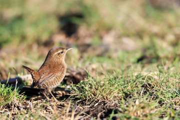 Attitude! A wren with a tough look.