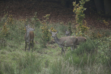 biche