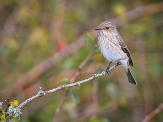 Spotted flycatcher sitting on branch
