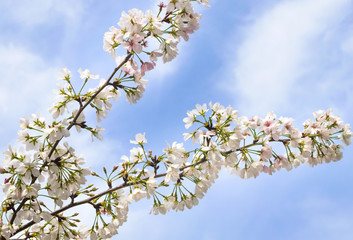 Cherry blossom in the clouds; Cherry blossom branches