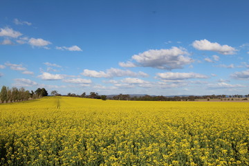 Fototapeta premium Outbak and city