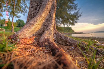 Close-up stub or root tree at the beach.