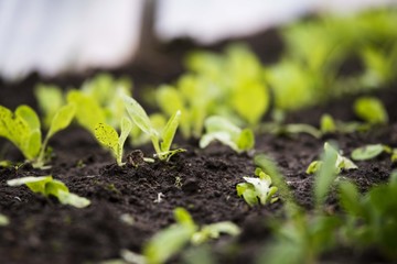 green salad seedlings in greenhouse