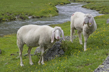 Schafe - Sommer in den Bergen
