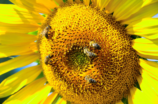 Цветок подсолнуха на котором пчелы собирают нектар.