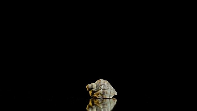 A small swirling cockleshell on a presentation table on a black background