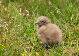 Great Skua chick in the meadow