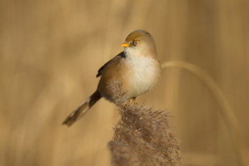 Bearded tit female feeding on seeds in reed bed