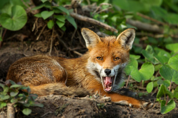 Close up of a Red fox yawning