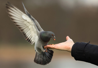 Feral pigeon feeding from the hand