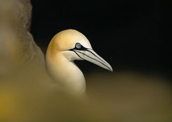 Portrait of northern gannet nesting on a cliff
