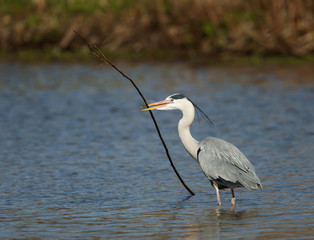 Grey Heron with a nesting material in the beak