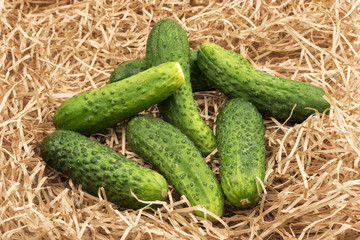 Fresh cucumber harvest. Cucumbers vegetable on a hay straw grass.