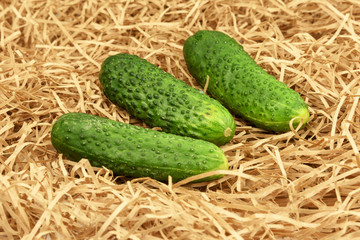 Fresh cucumber harvest. Cucumbers vegetable on a hay straw grass.