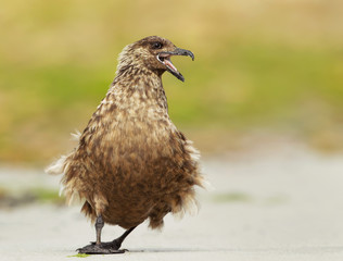 Aggressive behavior of great skua