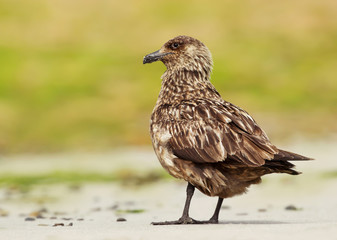 Close up of a Great skua on a coastal area