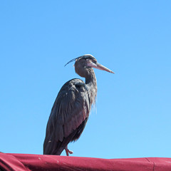 Great heron isolated against a blue sky background.
Crippled one legged bird on a red roof of shed near lake coastline in Texas. 