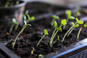 Green sprouts of pepper