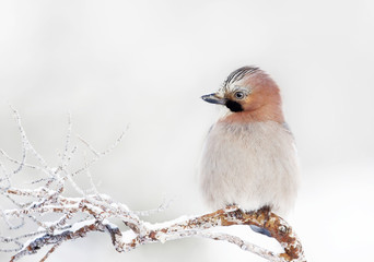 Eurasian Jay perching on a tree branch in winter