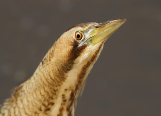 Close up of an Eurasian great bittern