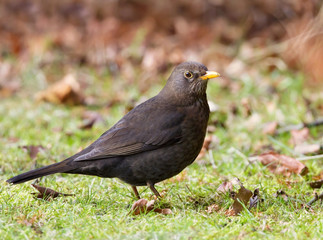 Close up of a female common blackbird