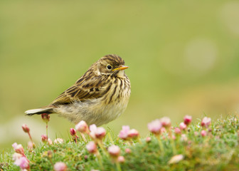 Close up of a Meadow pipit in a meadow of pink thrift