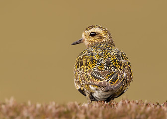 Close up of European golden plover
