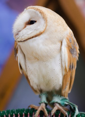 Portrait of a Barn Owl