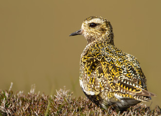 Close up of European golden plover in the wetlands